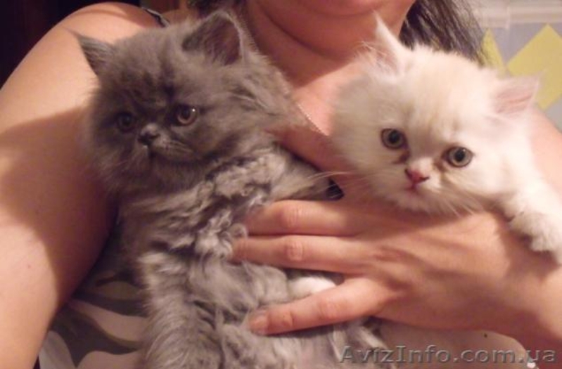 Котята-персы продам - <ro>Изображение</ro><ru>Изображение</ru> #1, <ru>Объявление</ru> #357216