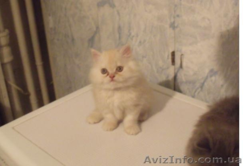 Котята-персы продам - <ro>Изображение</ro><ru>Изображение</ru> #2, <ru>Объявление</ru> #357216