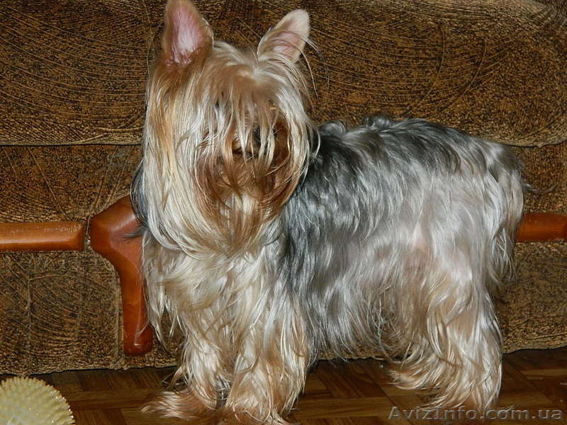 йоркширский терьер продам.....! - <ro>Изображение</ro><ru>Изображение</ru> #1, <ru>Объявление</ru> #453380