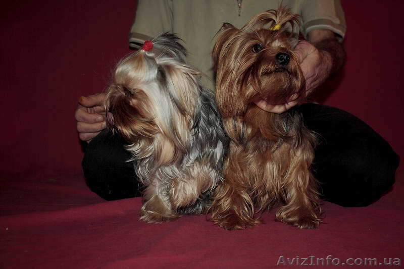 йоркширский терьер продам.....! - <ro>Изображение</ro><ru>Изображение</ru> #2, <ru>Объявление</ru> #453380