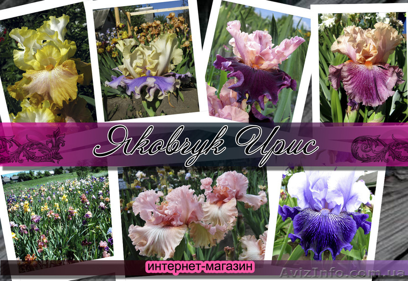 продажа ирисов и лилейников интернет-магазин "Яковчук Ирис" - <ro>Изображение</ro><ru>Изображение</ru> #1, <ru>Объявление</ru> #457080