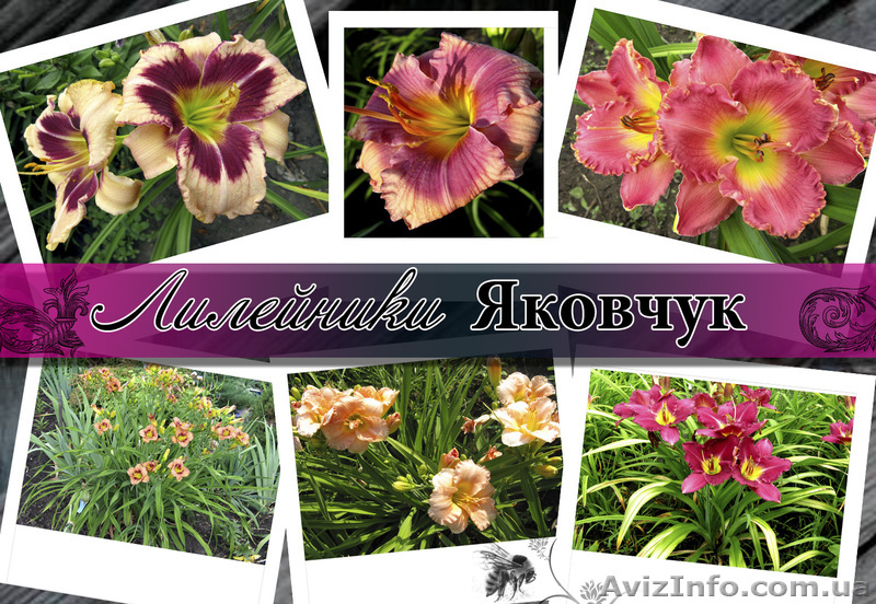 продажа ирисов и лилейников интернет-магазин "Яковчук Ирис" - <ro>Изображение</ro><ru>Изображение</ru> #4, <ru>Объявление</ru> #457080