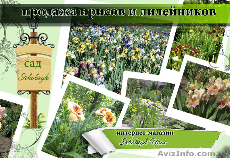 продажа ирисов и лилейников интернет-магазин "Яковчук Ирис" - <ro>Изображение</ro><ru>Изображение</ru> #3, <ru>Объявление</ru> #457080