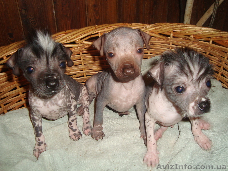 Продаются щенки китайской хохлатой,кане-корсо - <ro>Изображение</ro><ru>Изображение</ru> #3, <ru>Объявление</ru> #459718