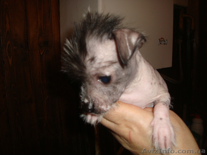 Продаются щенки китайской хохлатой,кане-корсо - <ro>Изображение</ro><ru>Изображение</ru> #1, <ru>Объявление</ru> #459718