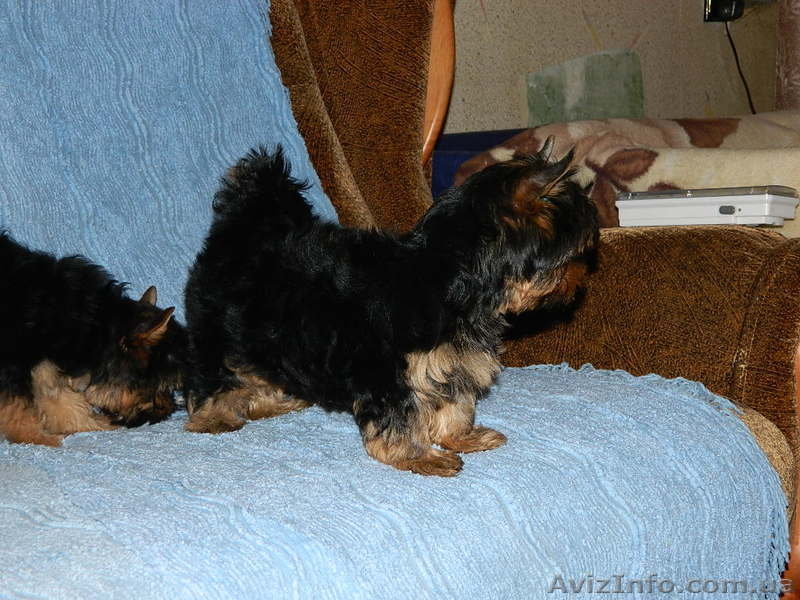 йоркширский терьер продам.....! - <ro>Изображение</ro><ru>Изображение</ru> #4, <ru>Объявление</ru> #453380