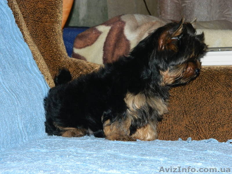 йоркширский терьер продам.....! - <ro>Изображение</ro><ru>Изображение</ru> #3, <ru>Объявление</ru> #453380