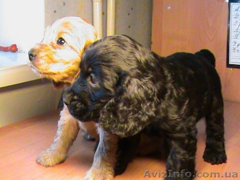 Продам щенков английского кокер спаниеля Недорого! - <ro>Изображение</ro><ru>Изображение</ru> #1, <ru>Объявление</ru> #525245
