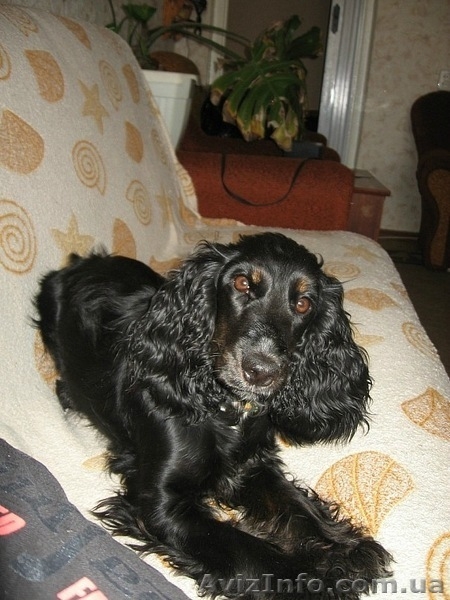 Продам щенков английского кокер спаниеля Недорого! - <ro>Изображение</ro><ru>Изображение</ru> #2, <ru>Объявление</ru> #525245