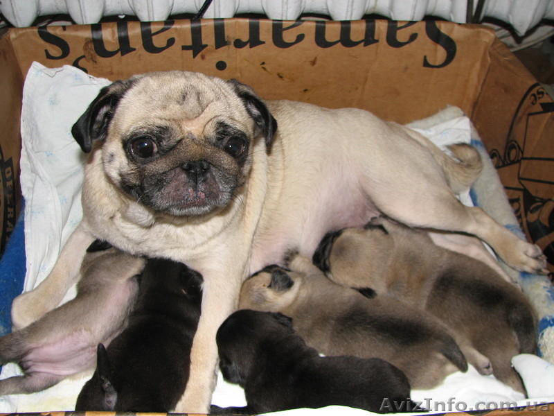 Продам щенков мопса родились 27.12.11 окрас чёрный и палевый - <ro>Изображение</ro><ru>Изображение</ru> #2, <ru>Объявление</ru> #522545