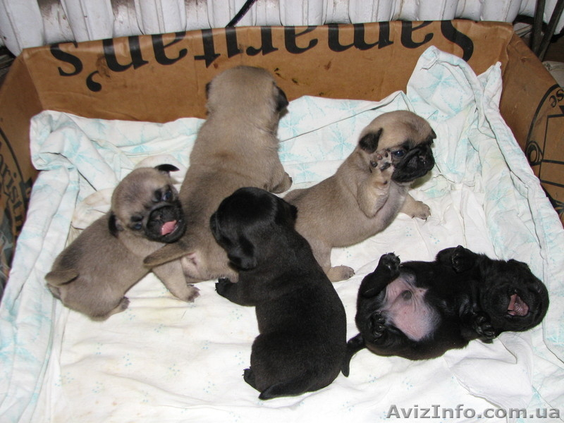 Продам щенков мопса родились 27.12.11 окрас чёрный и палевый - <ro>Изображение</ro><ru>Изображение</ru> #1, <ru>Объявление</ru> #522545
