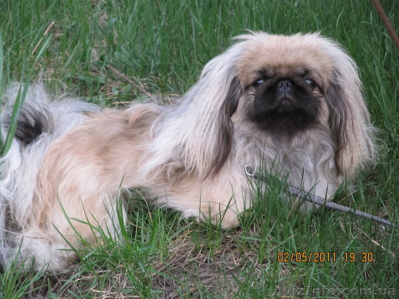 Щенок пекинеса,цвет шиншилла, кобель, документы КСУ, дата рождения 20.03.12. - <ro>Изображение</ro><ru>Изображение</ru> #1, <ru>Объявление</ru> #594492