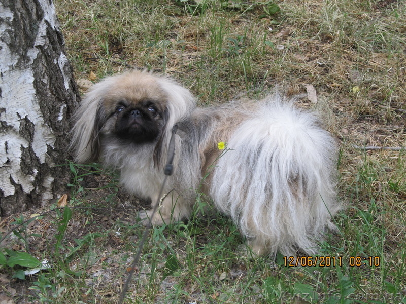 Щенок пекинеса,цвет шиншилла, кобель, документы КСУ, дата рождения 20.03.12. - <ro>Изображение</ro><ru>Изображение</ru> #3, <ru>Объявление</ru> #594492
