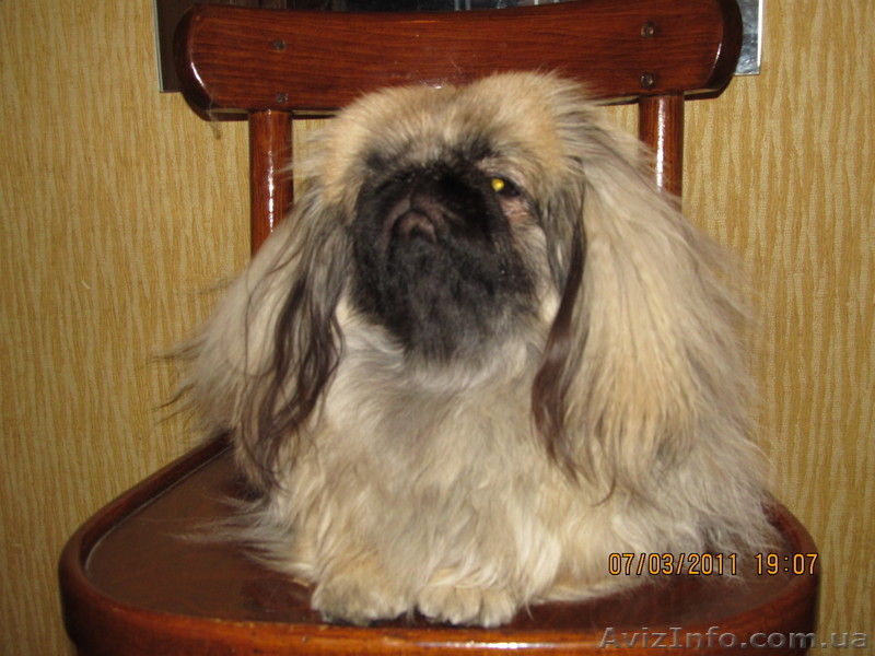 Щенок пекинеса,цвет шиншилла, кобель, документы КСУ, дата рождения 20.03.12. - <ro>Изображение</ro><ru>Изображение</ru> #2, <ru>Объявление</ru> #594492