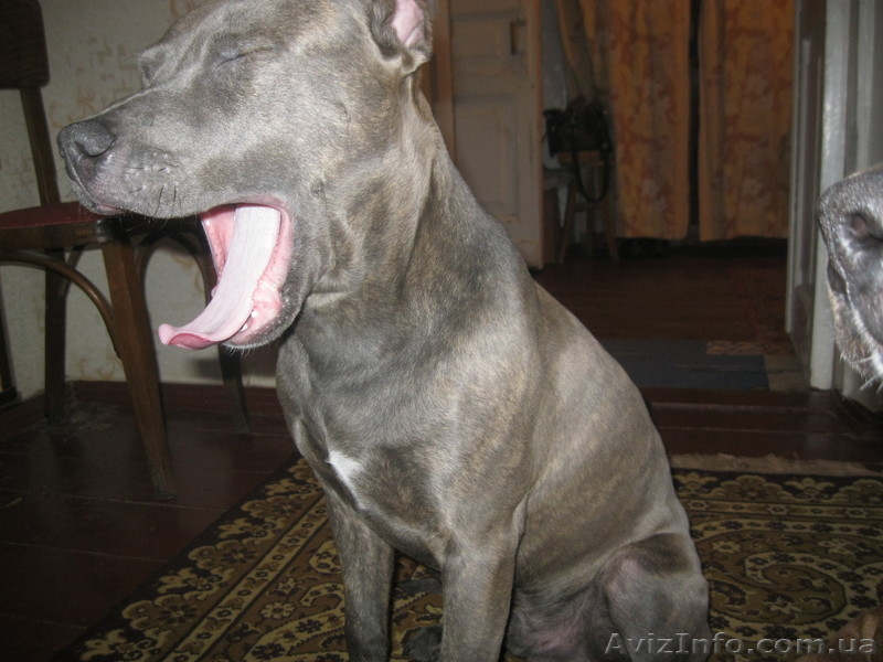 продам кобеля амстафа 8 месяцев - <ro>Изображение</ro><ru>Изображение</ru> #1, <ru>Объявление</ru> #594474