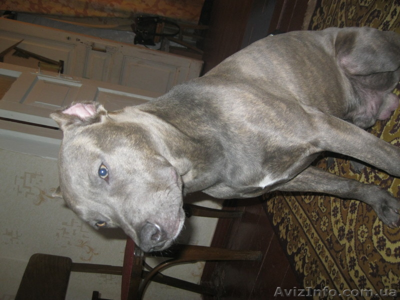 продам кобеля амстафа 8 месяцев - <ro>Изображение</ro><ru>Изображение</ru> #2, <ru>Объявление</ru> #594474