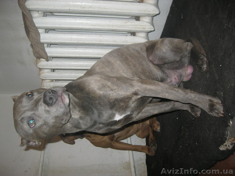 продам кобеля амстафа 8 месяцев - <ro>Изображение</ro><ru>Изображение</ru> #3, <ru>Объявление</ru> #594474