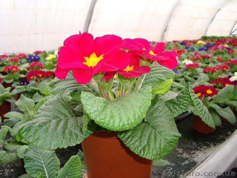 Коллективное поздравление с 8 Марта - <ro>Изображение</ro><ru>Изображение</ru> #2, <ru>Объявление</ru> #561631