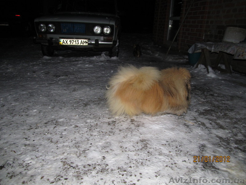 Щенок пекинеса,цвет шиншилла, кобель, документы КСУ, дата рождения 20.03.12. - <ro>Изображение</ro><ru>Изображение</ru> #5, <ru>Объявление</ru> #594492