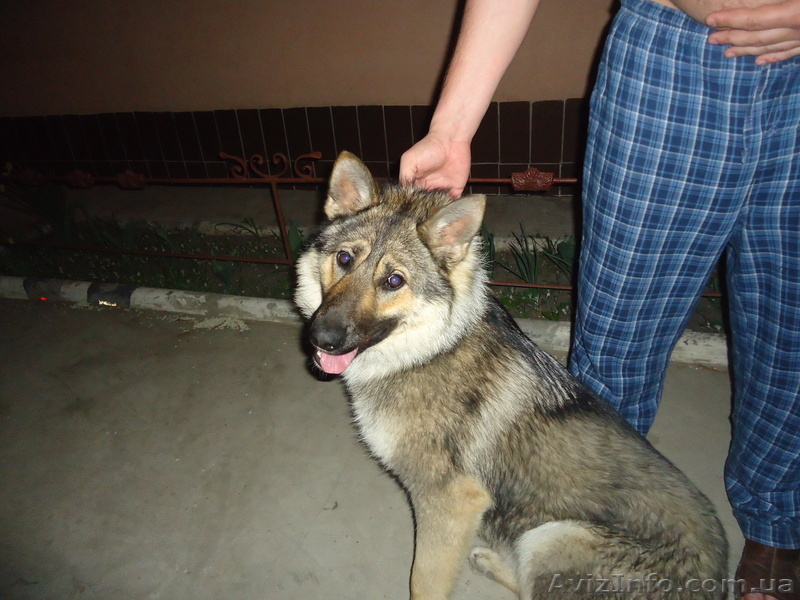 приглашаем на вязку - <ro>Изображение</ro><ru>Изображение</ru> #1, <ru>Объявление</ru> #642474