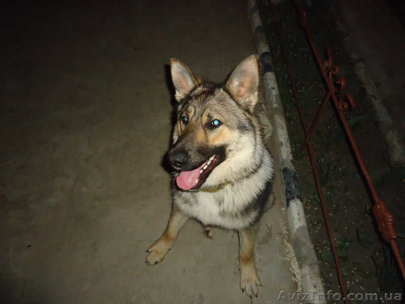 приглашаем на вязку - <ro>Изображение</ro><ru>Изображение</ru> #3, <ru>Объявление</ru> #642474