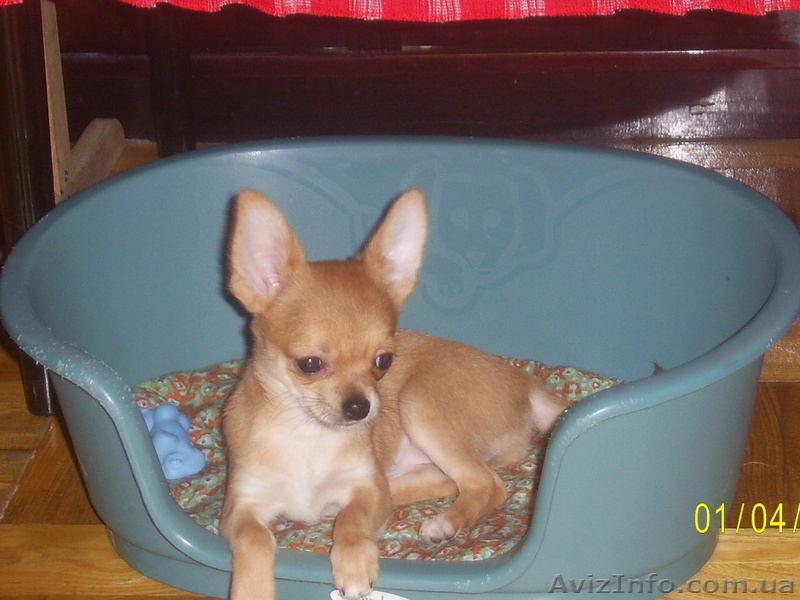 продаютсященки чихуахуа - <ro>Изображение</ro><ru>Изображение</ru> #2, <ru>Объявление</ru> #613447