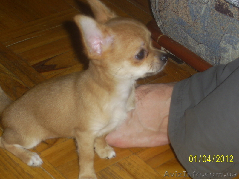 продаютсященки чихуахуа - <ro>Изображение</ro><ru>Изображение</ru> #1, <ru>Объявление</ru> #613447
