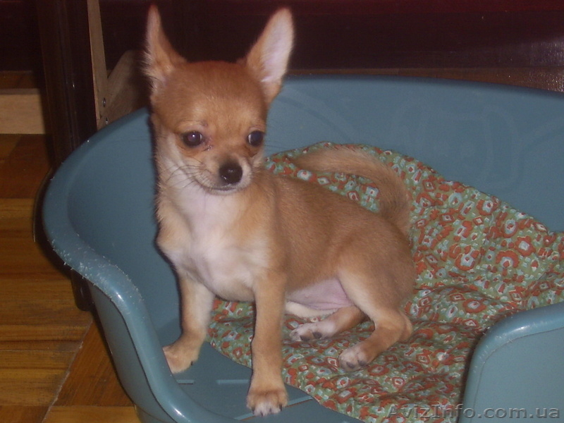 продаютсященки чихуахуа - <ro>Изображение</ro><ru>Изображение</ru> #3, <ru>Объявление</ru> #613447