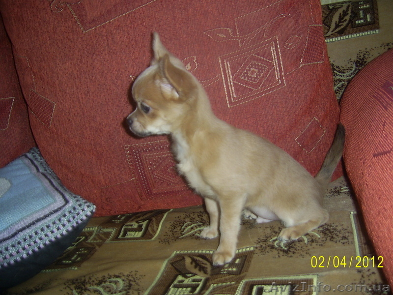 продаютсященки чихуахуа - <ro>Изображение</ro><ru>Изображение</ru> #4, <ru>Объявление</ru> #613447