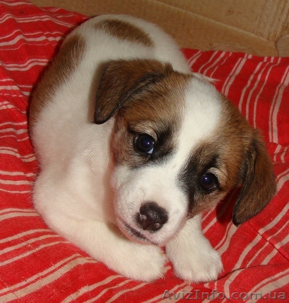 ЩЕНКИ ДРЕВЕРА ИЩУТ НАДЁЖНЫХ  И  ПРЕДАННЫХ  ХОЗЯЕВ! - <ro>Изображение</ro><ru>Изображение</ru> #2, <ru>Объявление</ru> #670710