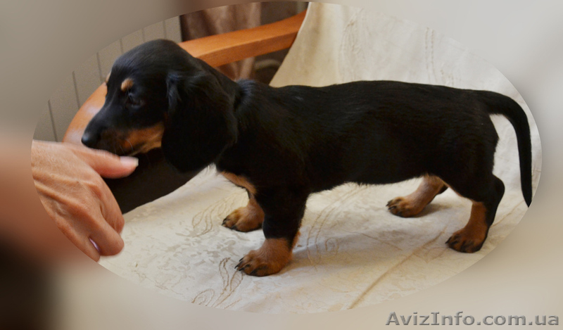 щенки длинношерстной таксы - <ro>Изображение</ro><ru>Изображение</ru> #2, <ru>Объявление</ru> #744737