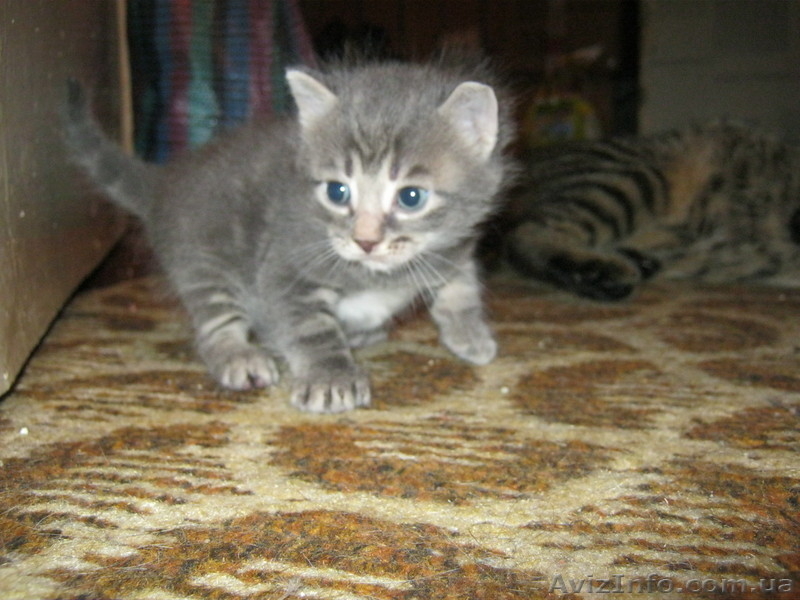 Подарю красивых котят - <ro>Изображение</ro><ru>Изображение</ru> #1, <ru>Объявление</ru> #746220