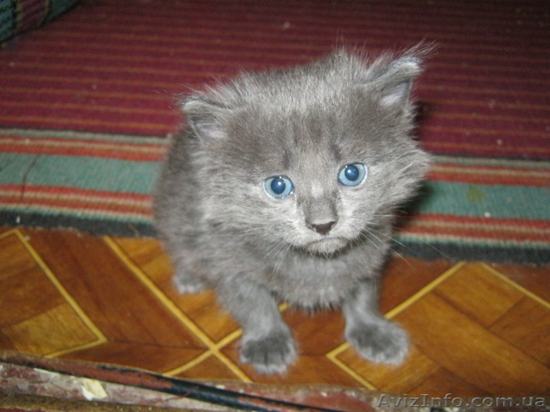 Подарю красивых котят - <ro>Изображение</ro><ru>Изображение</ru> #2, <ru>Объявление</ru> #746220