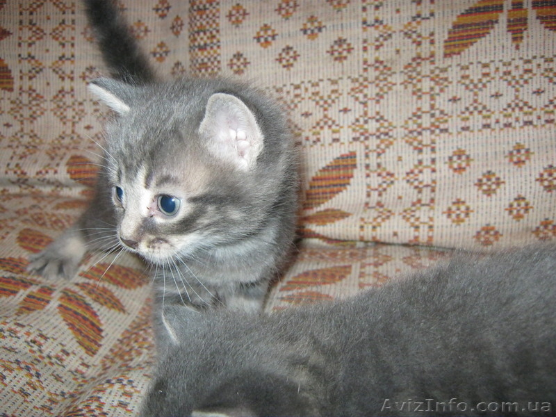 Подарю красивых котят - <ro>Изображение</ro><ru>Изображение</ru> #3, <ru>Объявление</ru> #746220