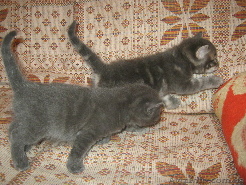 Подарю красивых котят - <ro>Изображение</ro><ru>Изображение</ru> #4, <ru>Объявление</ru> #746220