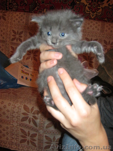 Подарю красивых котят - <ro>Изображение</ro><ru>Изображение</ru> #7, <ru>Объявление</ru> #746220