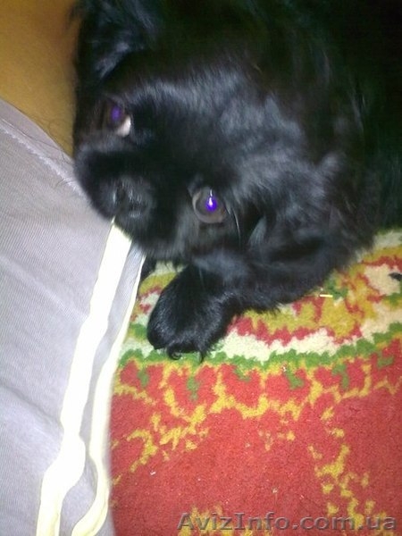 продам щенка пекинес - <ro>Изображение</ro><ru>Изображение</ru> #2, <ru>Объявление</ru> #753197