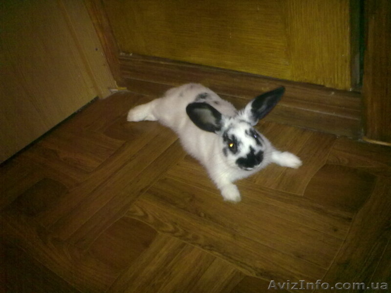 Кролик ручной домашний - <ro>Изображение</ro><ru>Изображение</ru> #2, <ru>Объявление</ru> #775154