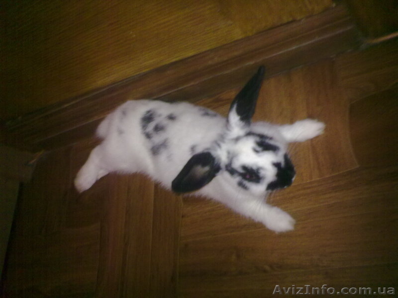 Кролик ручной домашний - <ro>Изображение</ro><ru>Изображение</ru> #3, <ru>Объявление</ru> #775154