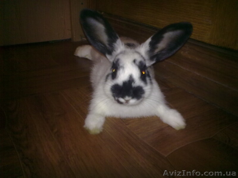 Кролик ручной домашний - <ro>Изображение</ro><ru>Изображение</ru> #1, <ru>Объявление</ru> #775154