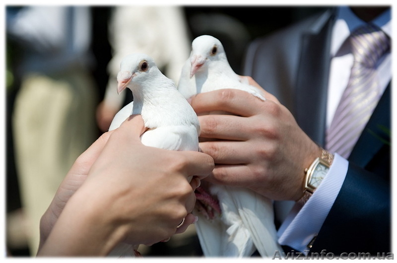 Выездная церемония бракоочетания  - <ro>Изображение</ro><ru>Изображение</ru> #6, <ru>Объявление</ru> #563033