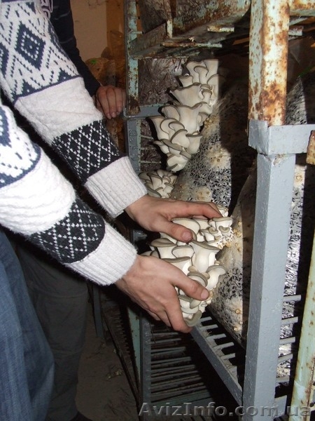 Грибные блоки вешенки - <ro>Изображение</ro><ru>Изображение</ru> #3, <ru>Объявление</ru> #824787