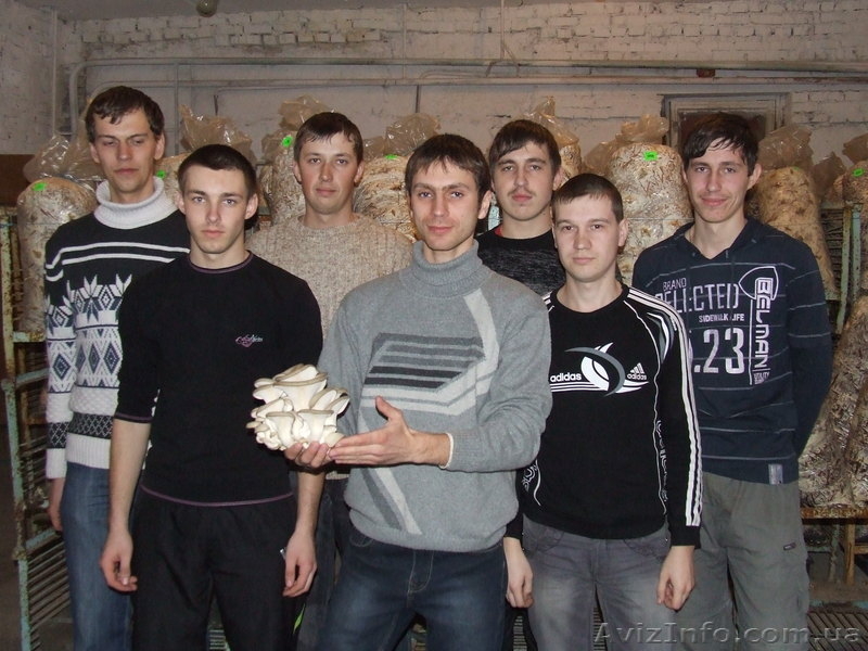 Грибные блоки вешенки - <ro>Изображение</ro><ru>Изображение</ru> #4, <ru>Объявление</ru> #824787