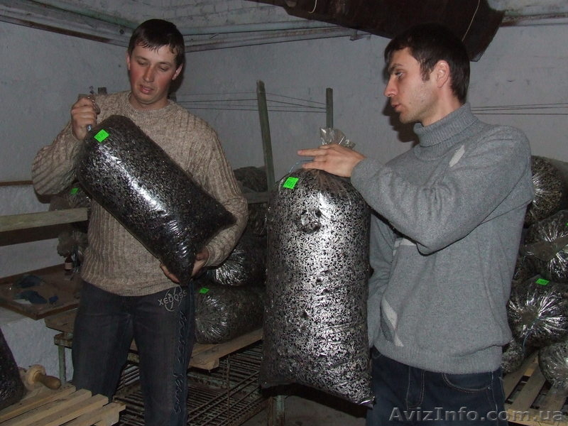 Грибные блоки вешенки - <ro>Изображение</ro><ru>Изображение</ru> #2, <ru>Объявление</ru> #824787