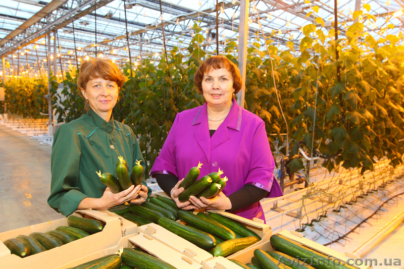 Срочно требуются рабочие на уборку огурцов, помидор - <ro>Изображение</ro><ru>Изображение</ru> #1, <ru>Объявление</ru> #881842