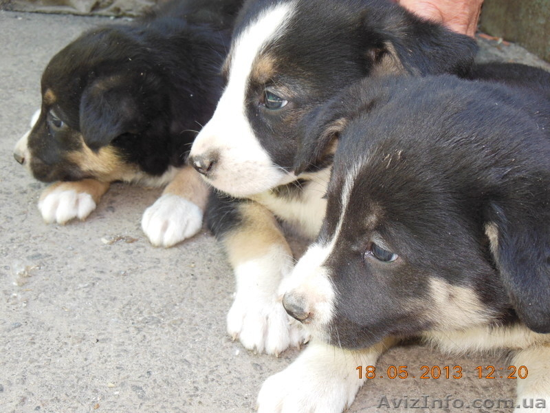 ищут любящего хозяина - <ro>Изображение</ro><ru>Изображение</ru> #2, <ru>Объявление</ru> #902709