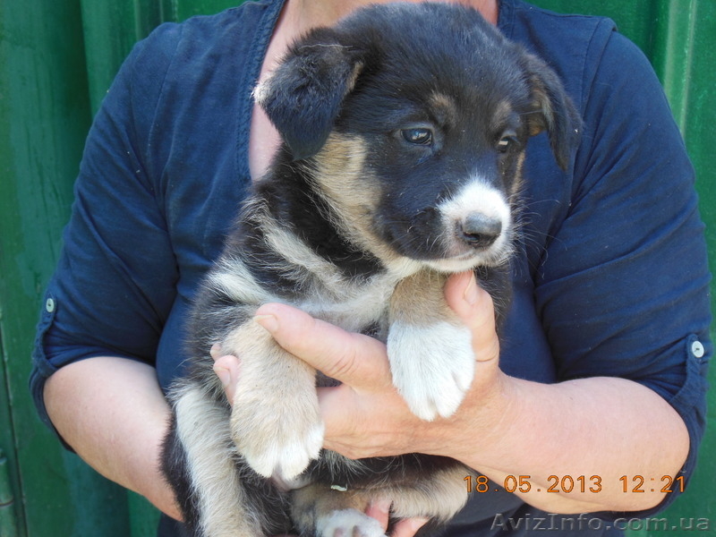 ищут любящего хозяина - <ro>Изображение</ro><ru>Изображение</ru> #1, <ru>Объявление</ru> #902709