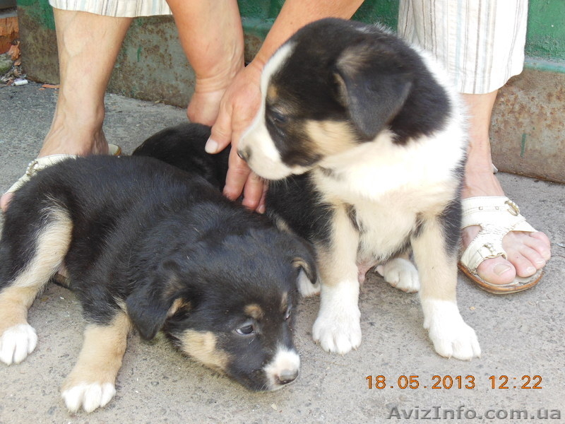 ищут любящего хозяина - <ro>Изображение</ro><ru>Изображение</ru> #3, <ru>Объявление</ru> #902709