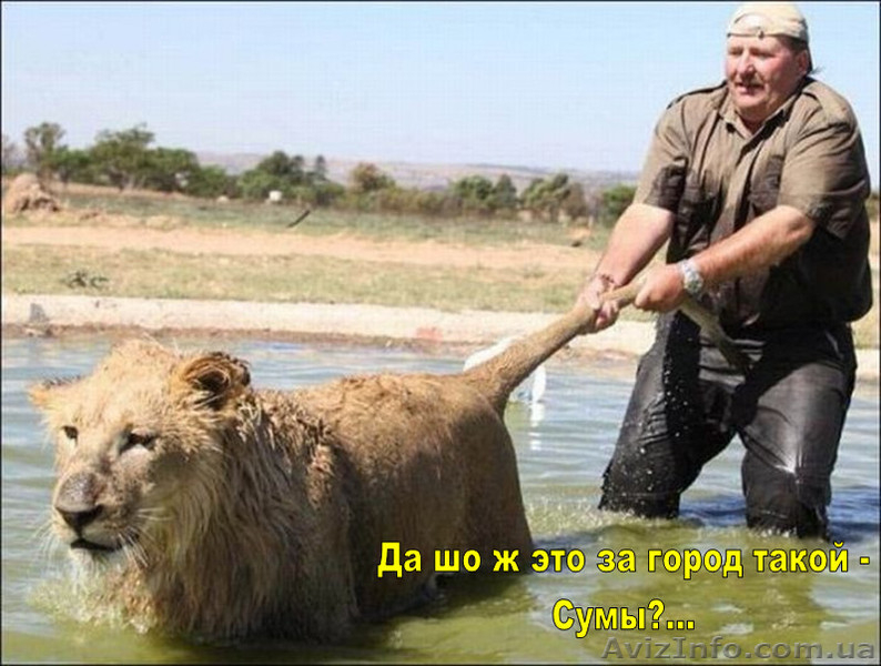 НЕДОРОГО - НАТУРАЛЬНЫЙ СЫРОЙ ГОВЯЖИЙ КОРМ ПО 10 ГРН. ЗА КГ - <ro>Изображение</ro><ru>Изображение</ru> #5, <ru>Объявление</ru> #927240