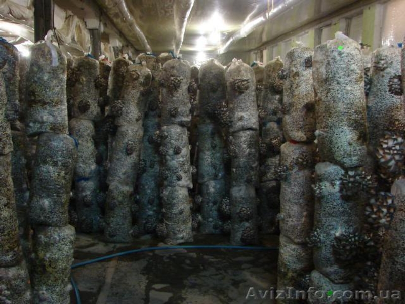 мицелий вешенки пакеты для набивки блоков Сумы - <ro>Изображение</ro><ru>Изображение</ru> #2, <ru>Объявление</ru> #775250